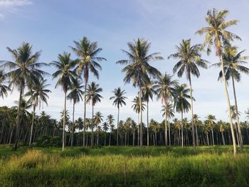 Coconut tree