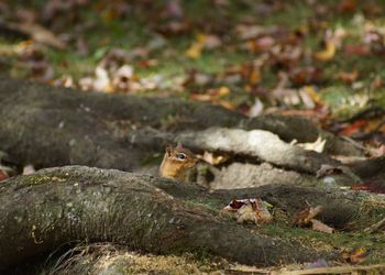 Close-up of squirrel perching on ground