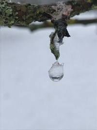 Close-up of snow on tree against lake