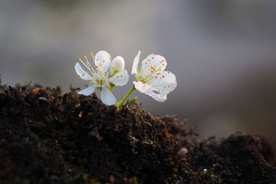 Close-up of small white flowers