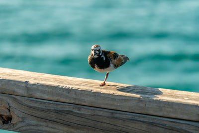 Close-up of seagull perching on pier