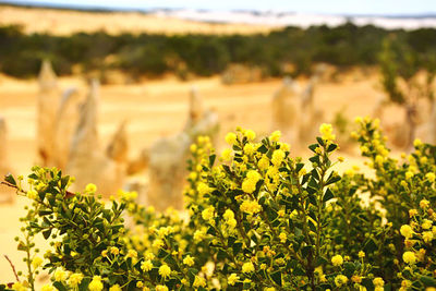 Yellow flowering plants on field