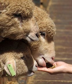 Cropped image of hand feeding sheep at farm