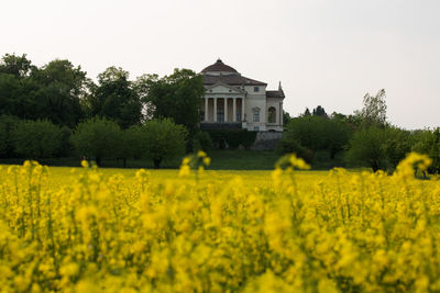 Scenic view of oilseed rape field against clear sky