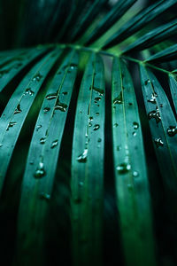 Exotic tropical green palm leaves after the rain. summer natural fresh background