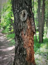 Close-up of tree trunk