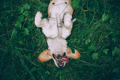 High angle view of animal on field