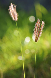 Close-up of dandelion flower on field