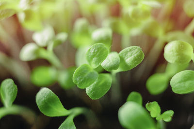 Fresh micro greens, growing, macro photography. green leafs