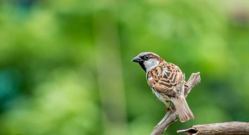 Close-up of bird perching on a tree