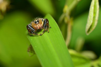 Close-up of insect on leaf