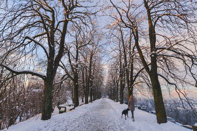 Dog walking on snow covered bare trees