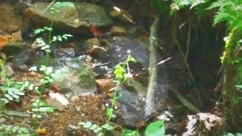 Close-up of leaves in water