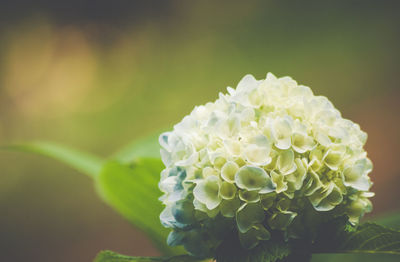 Close-up of hydrangea blooming outdoors