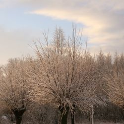 Bare trees on field against sky