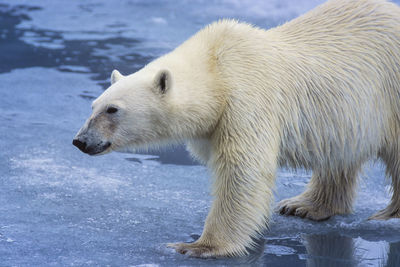 Polare bear om the ice