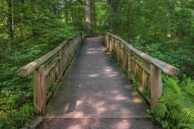 Wooden footbridge amidst trees in forest