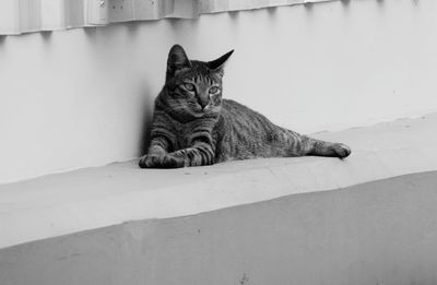 Portrait of cat resting on wall