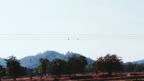 Low angle view of silhouette trees against clear sky