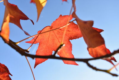 Low angle view of orange leaves against sky