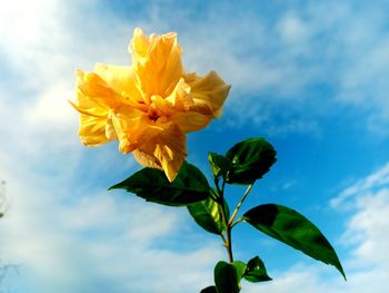 Low angle view of yellow flowering plant against sky