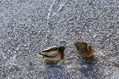 Two ducks on frozen lake