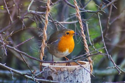 Close-up of robin perching outdoors