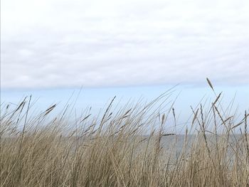 Plants growing on land against sky