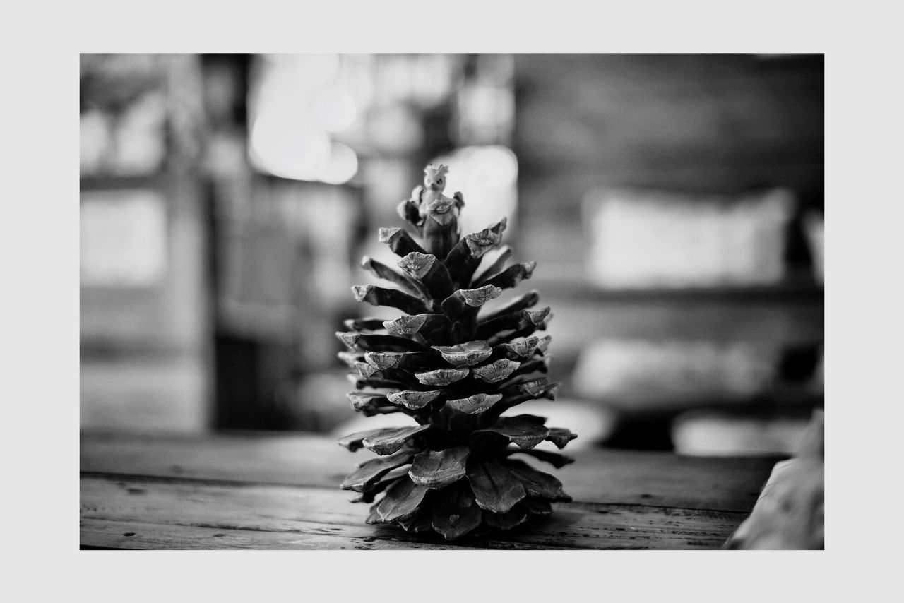 CLOSE-UP OF PINE CONE ON TABLE IN SUNLIGHT