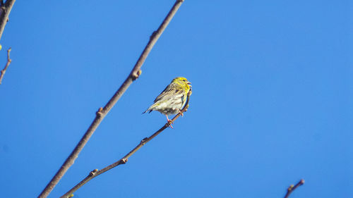 Low angle view of bird perching on branch against clear blue sky