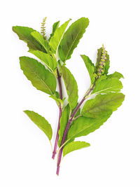 Close-up of fresh green leaves against white background