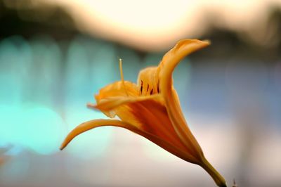 Close-up of flower against blurred background