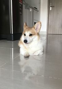 Dog sitting on floor at home