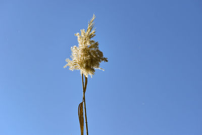 Low angle view of plant against clear blue sky