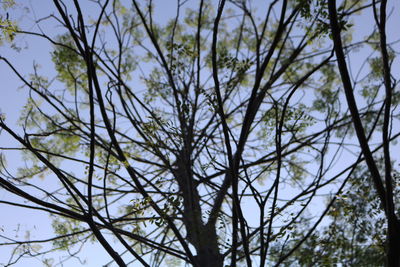 Low angle view of bare tree against sky