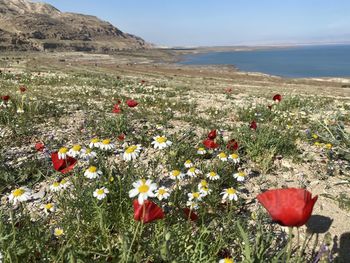 Scenic view of poppy field against sky