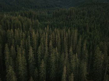 Pine trees in forest