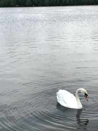 Swan swimming in lake