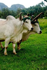 Two oxen. long hanging neck skin. in a tourist focused old style working farm.