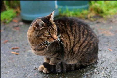 Close-up of tabby cat on street in city