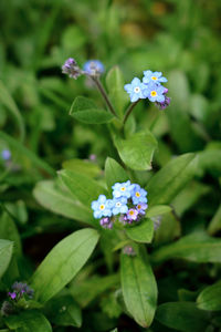 Close-up of flowers blooming outdoors