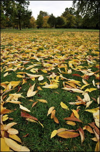 Close-up of autumn leaves