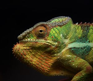 Close-up of lizard