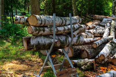 Close-up of logs