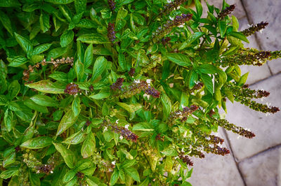 High angle view of flowering plant on tree