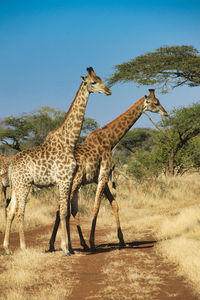 Giraffe in a field