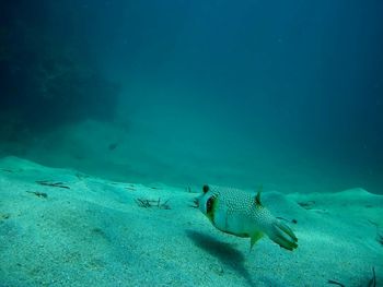 Fish swimming in sea