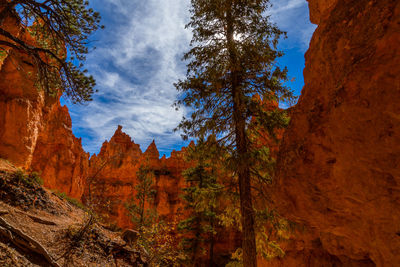 Low angle view of trees against sky during autumn