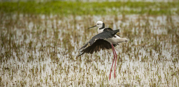 Bird flying over lake