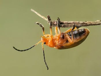 Close-up of insect